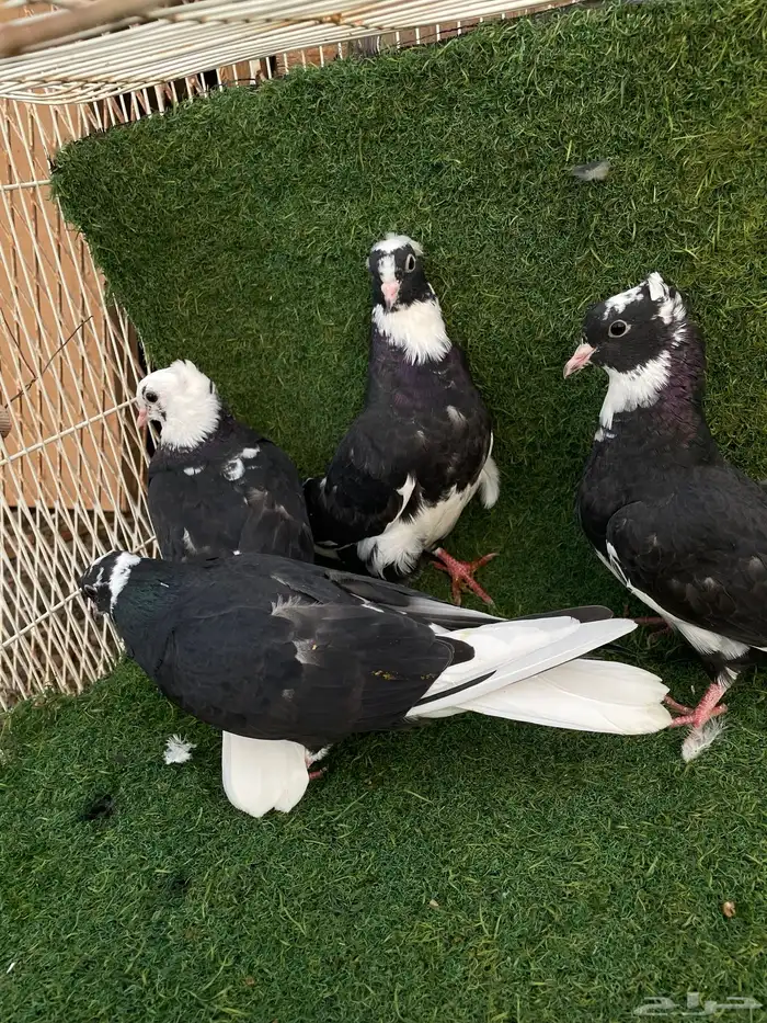 قطايف تب التب 14