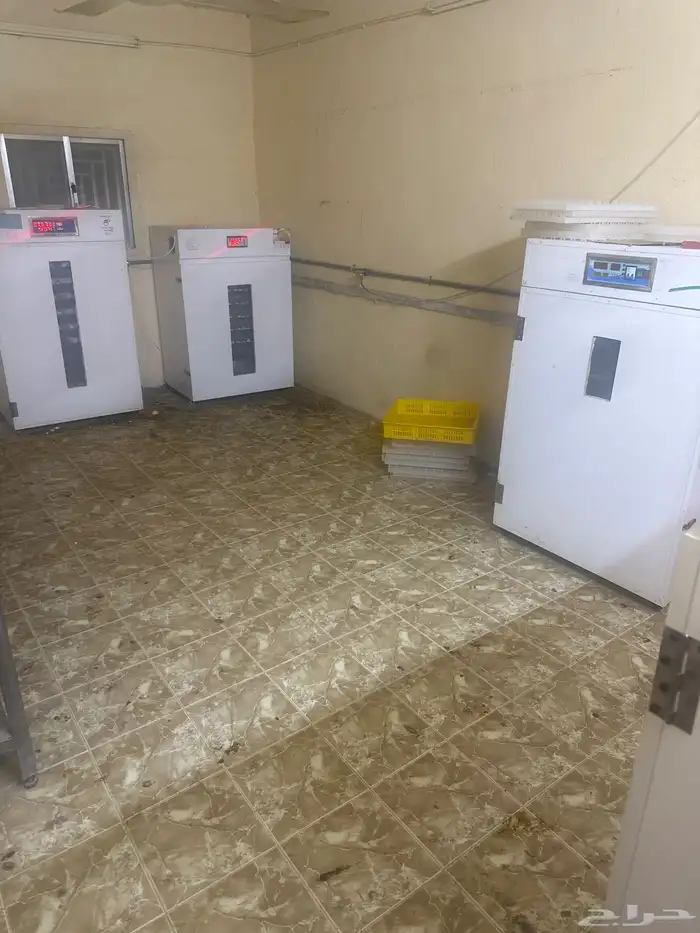 للبيع صيصان ودجاج وبيض بلدي 3