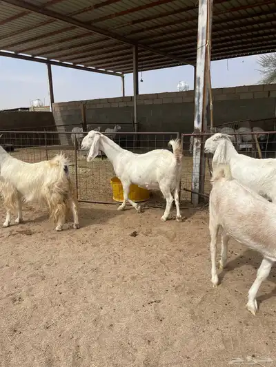 معزاء بيض للبيع index