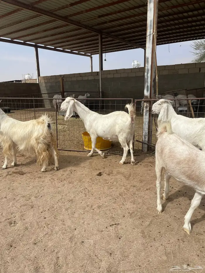 معزاء بيض للبيع 2