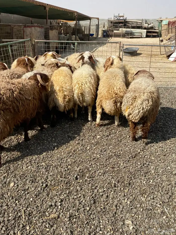 طليان نعيمي جبر ناهي 36