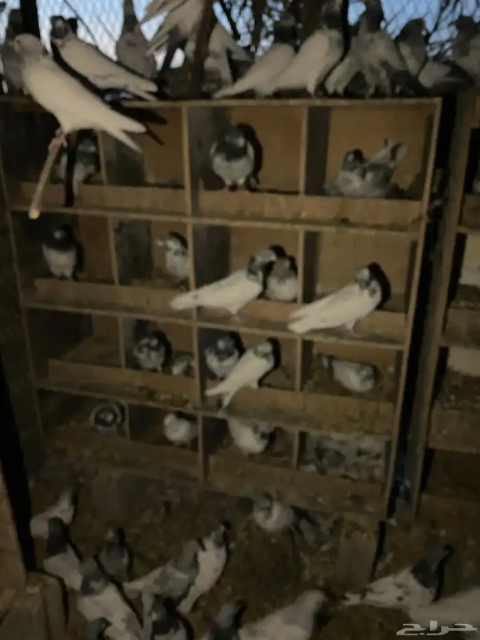 حمام باكستاني امهات 1