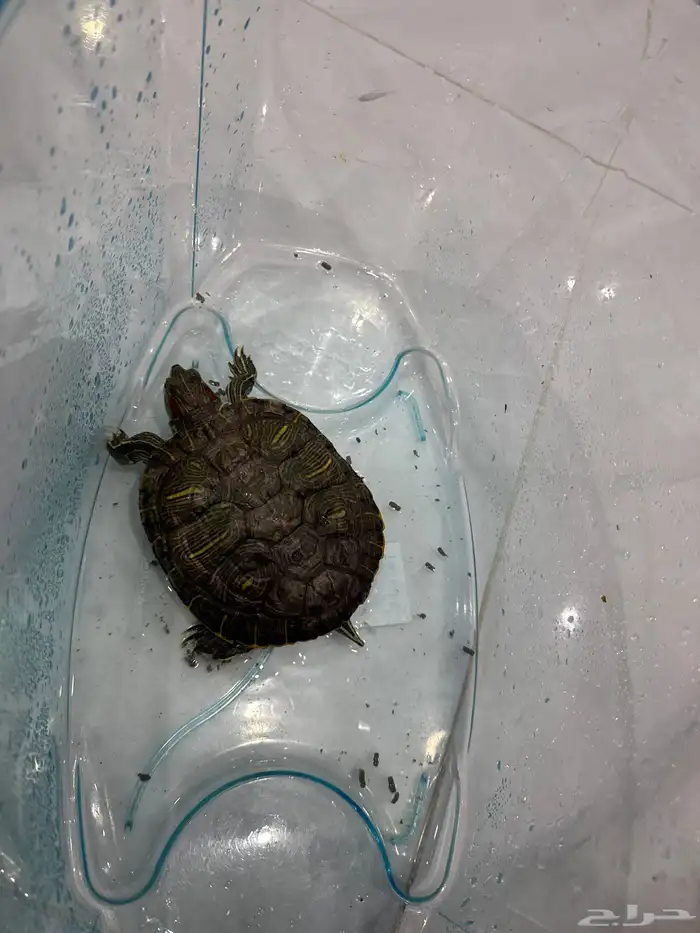 سلحفاة بحجم كف اليد 0