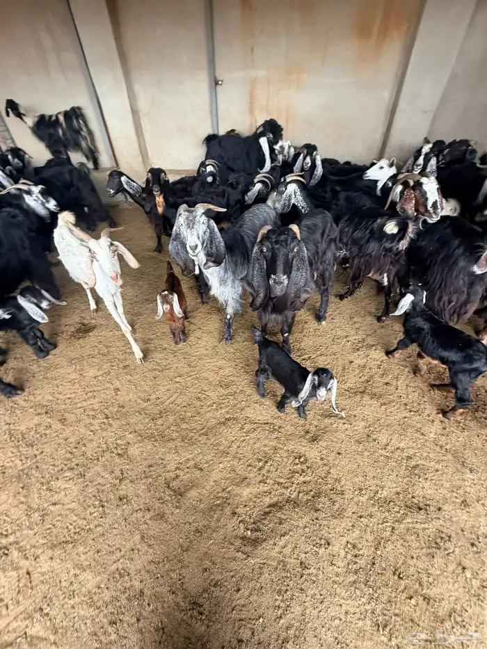 معزا عارضيات 10