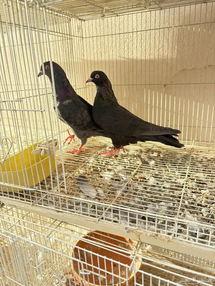 للبيع جوز شماعي قولدن وجوز قلابي 2