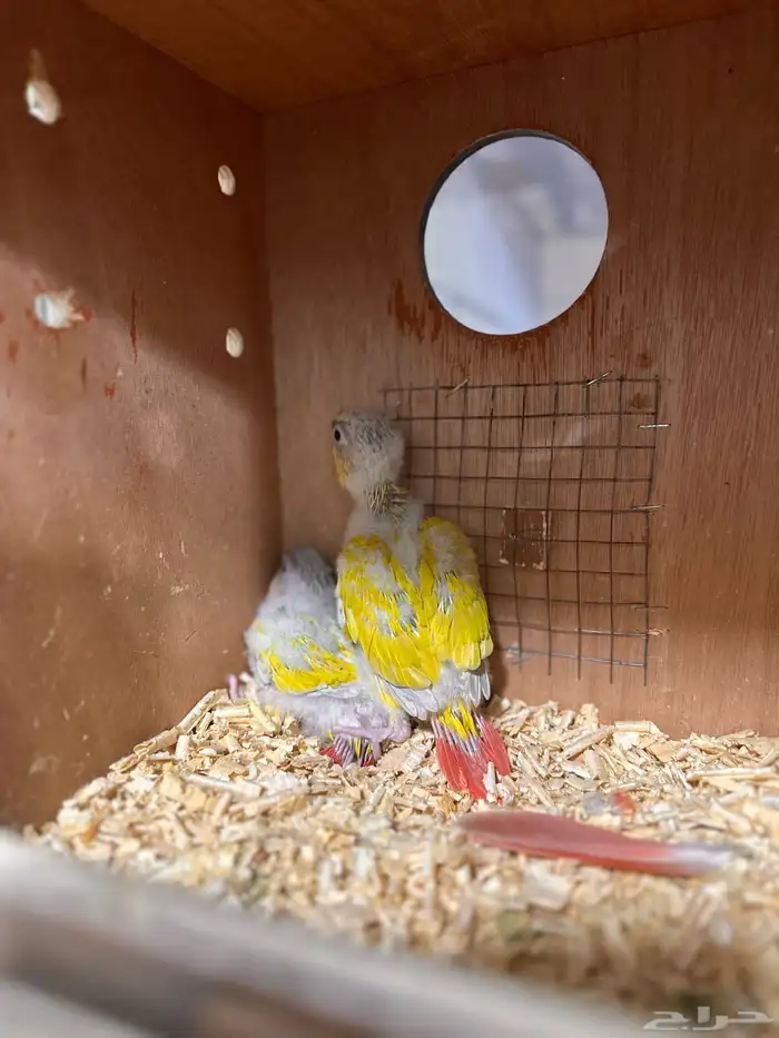 لوري كنيور روز مفقود يلي ضايع علي يتواصل معي بحجلي 0