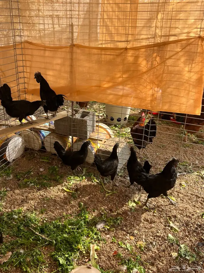 دجاج إندونيسي 0