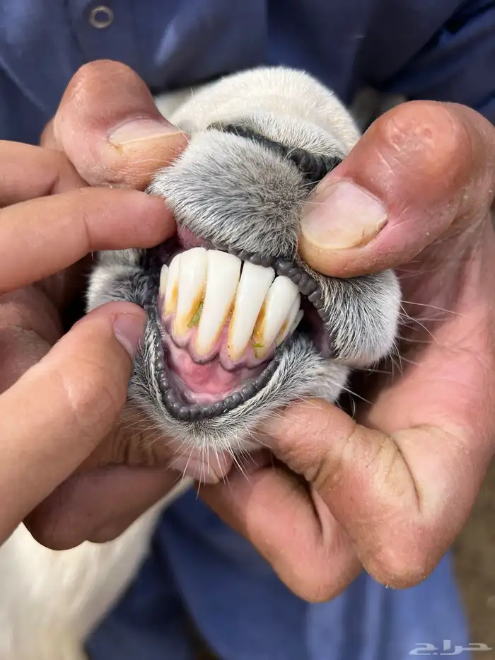 طلي فحل حري صنف شرط اضراب منتج الموقع بيشة 0