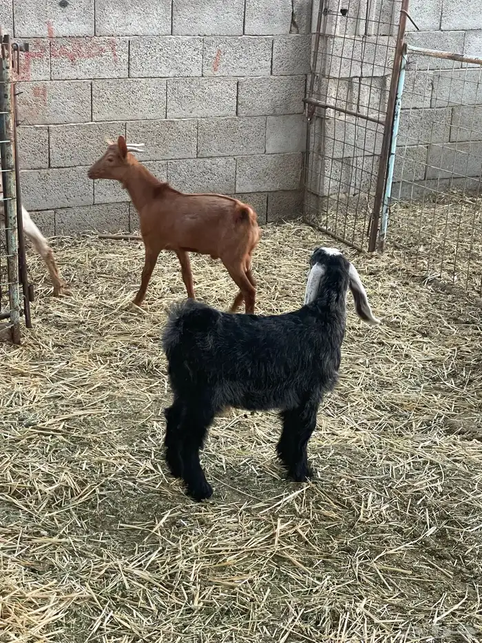 تيوس وجفرات 36