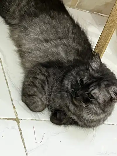 قطط تبني index