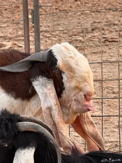 تيس فحل كفوا index