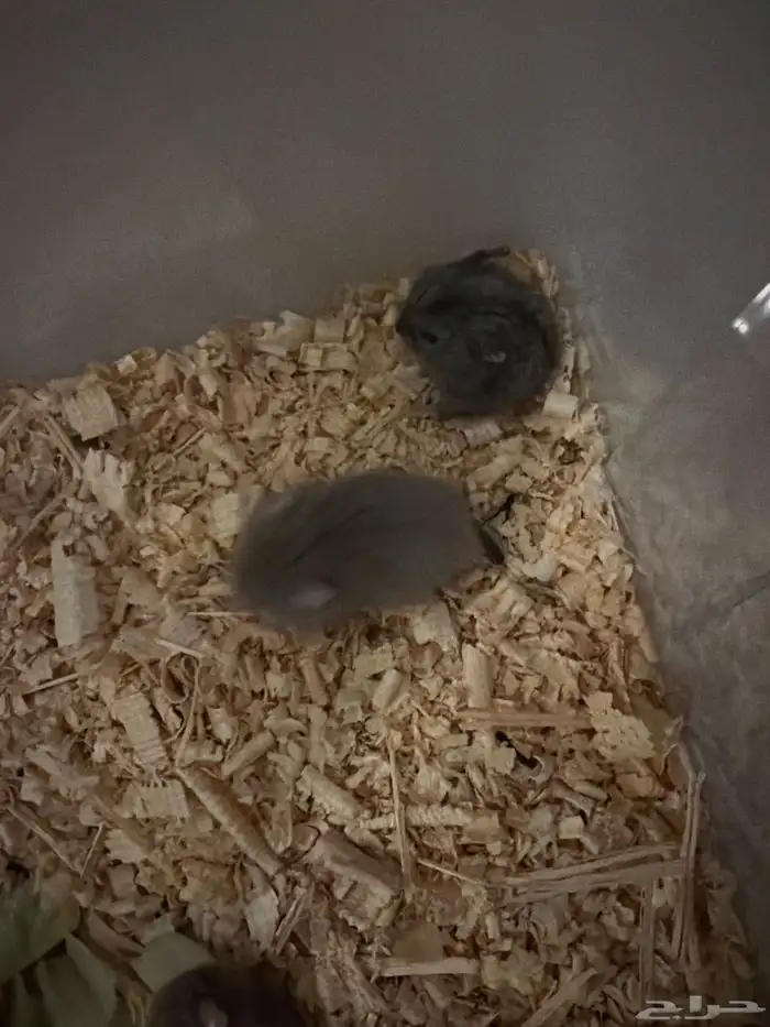 هامستر ب خمس ريال فقط 4