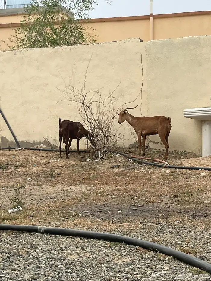 غنم للبيع والعدد 8 2