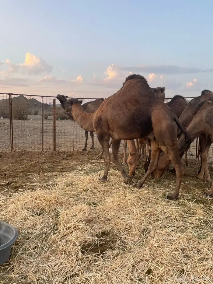 جمل احمر ادهم 3