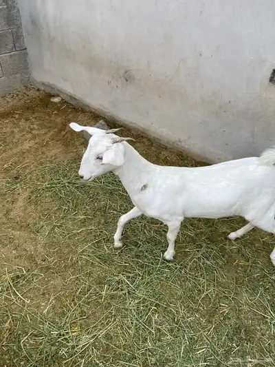 جفرتين بيشيات index