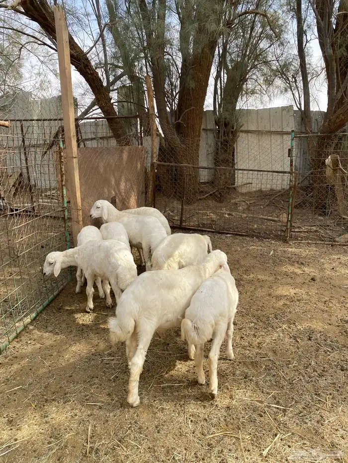 8 خرفان حري للبيع 1