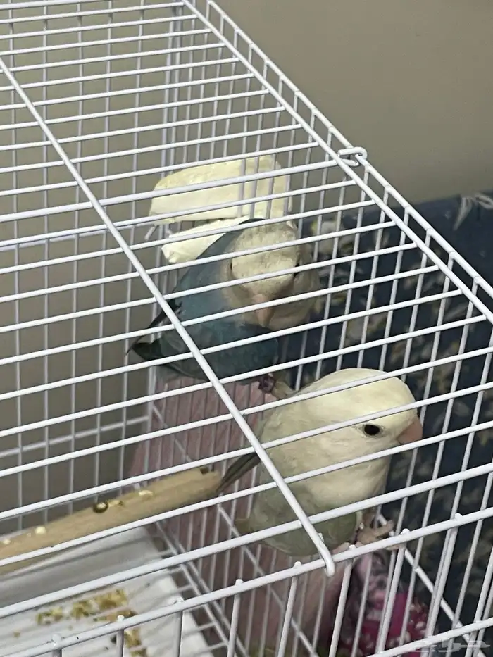 عصافير روز زواج 0