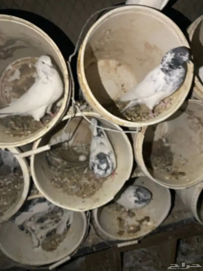 حمام باكستاني امهات 5