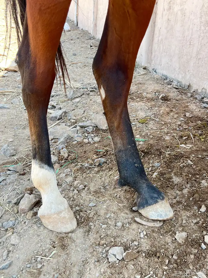 فرس شعبية   مهرتها 6