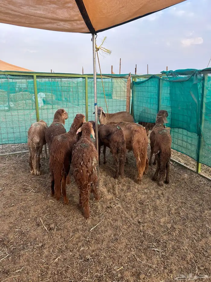 طليان سواكني حمري طيبة 1