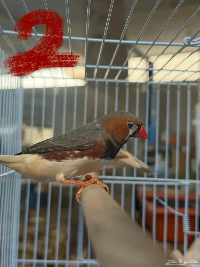 طيور زوبرا 1