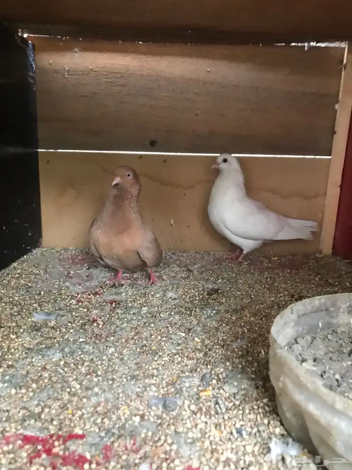 قلاب كوره الوان حلوه 31