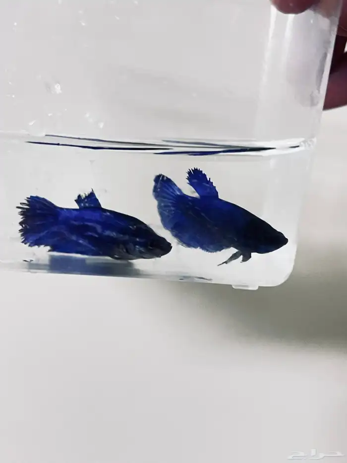 للبيع سمك فايتر 1