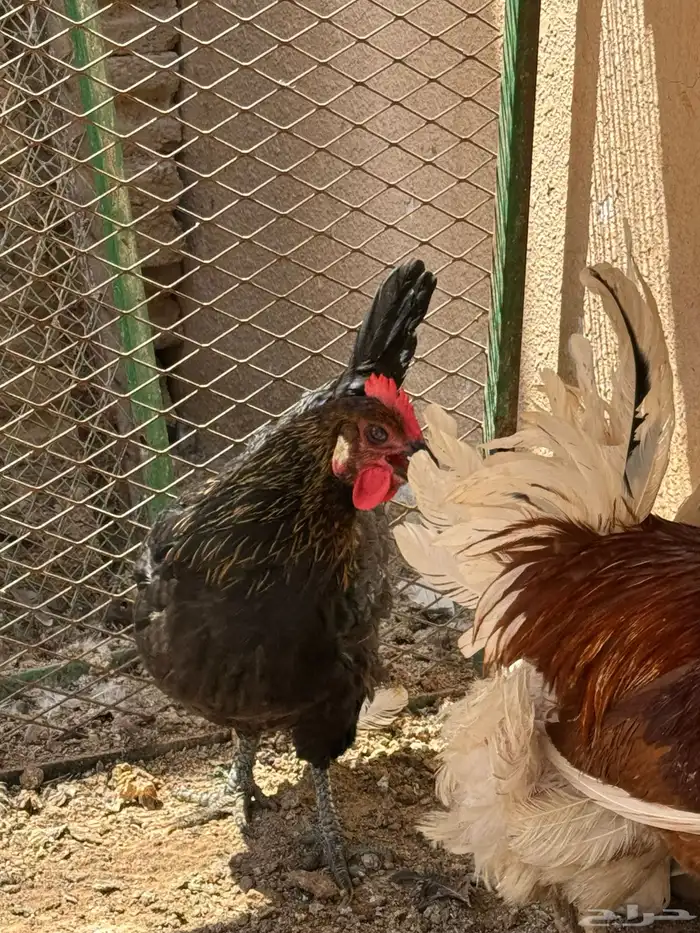 دجاج تركي منتج 17