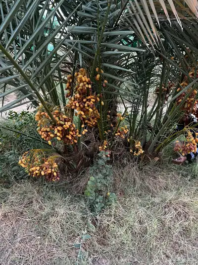نخل عربي مثمر نخيل للبيع index