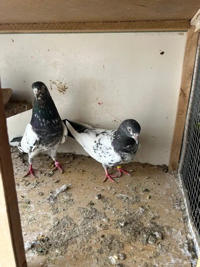 حمام باكستاني 2