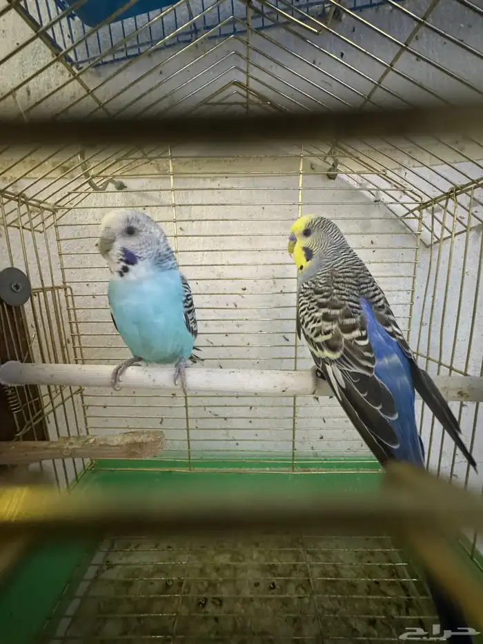 بادجي هولندي 7