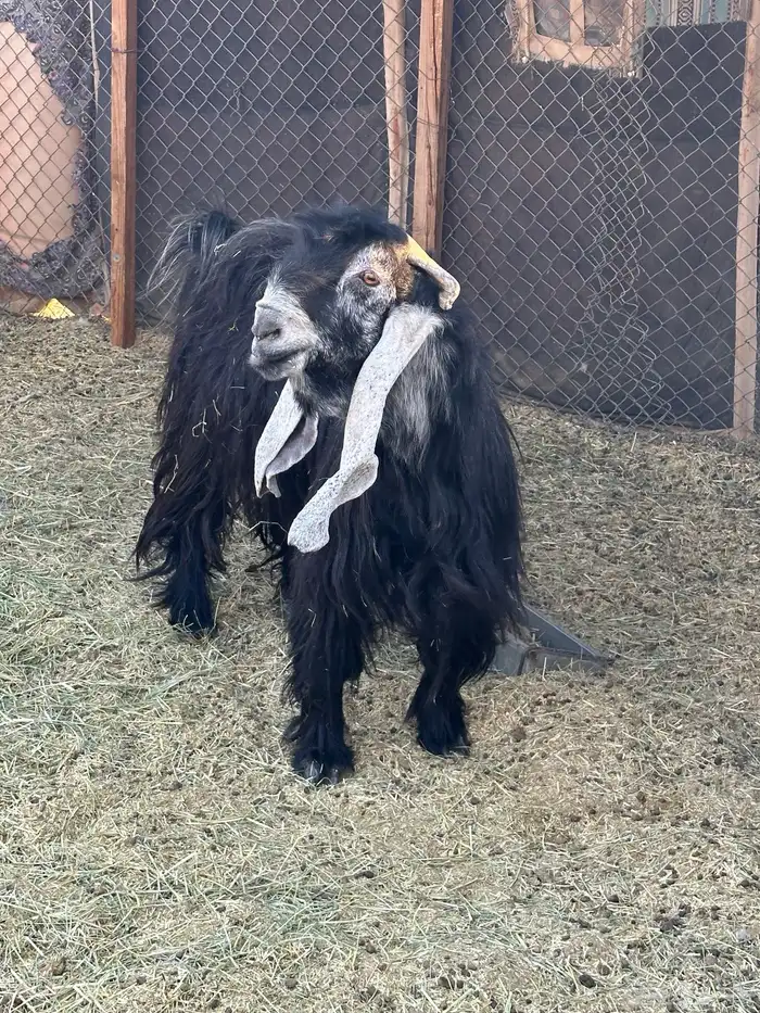 تيس فحل عارضي 3