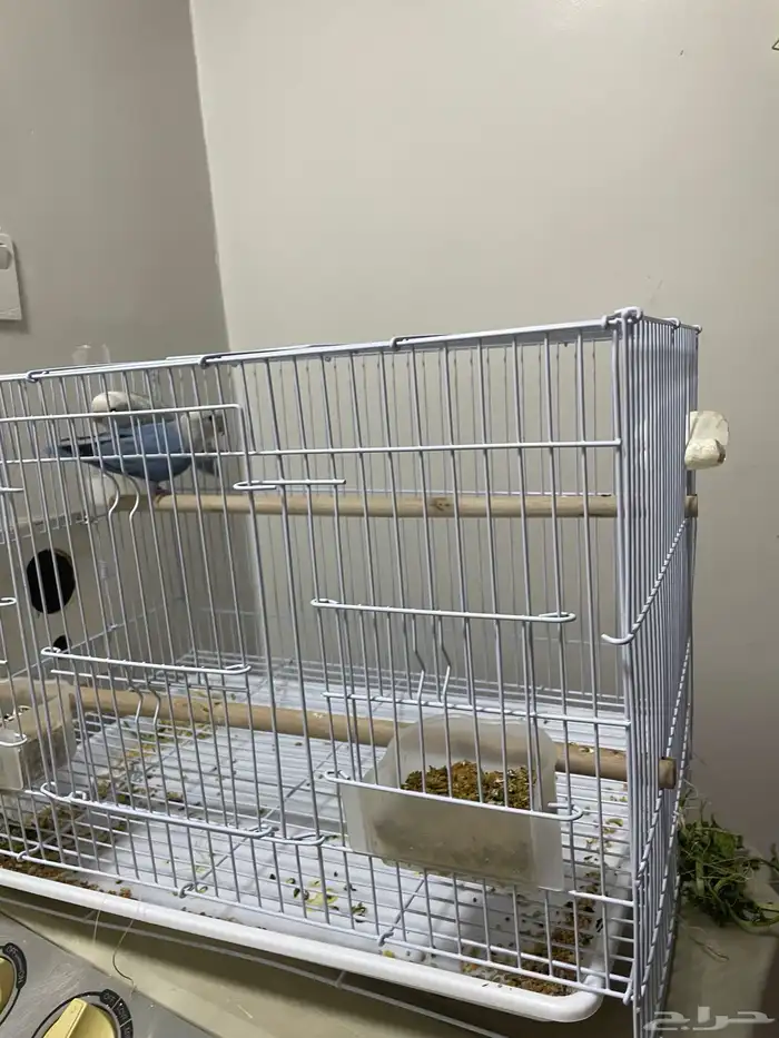 عصافير روز زواج 4