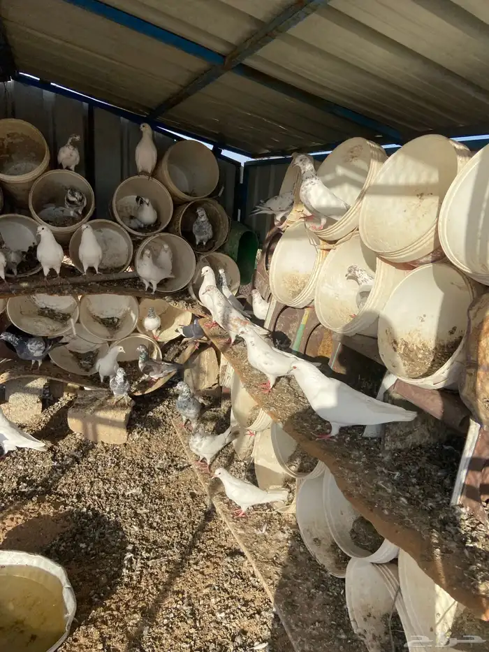 حمام فرنسي 3