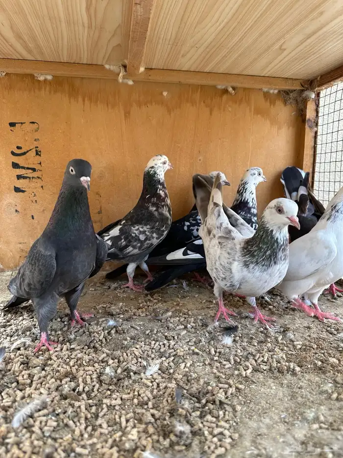 حمام هندي وقطائف 11