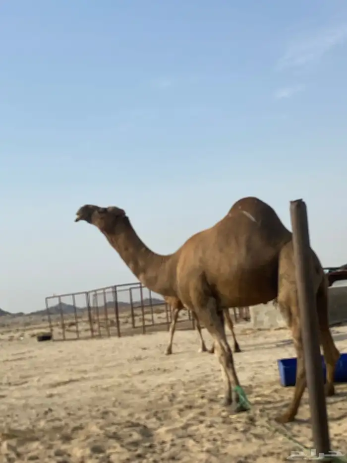 فحل مشروط من جميع العذاريب 2