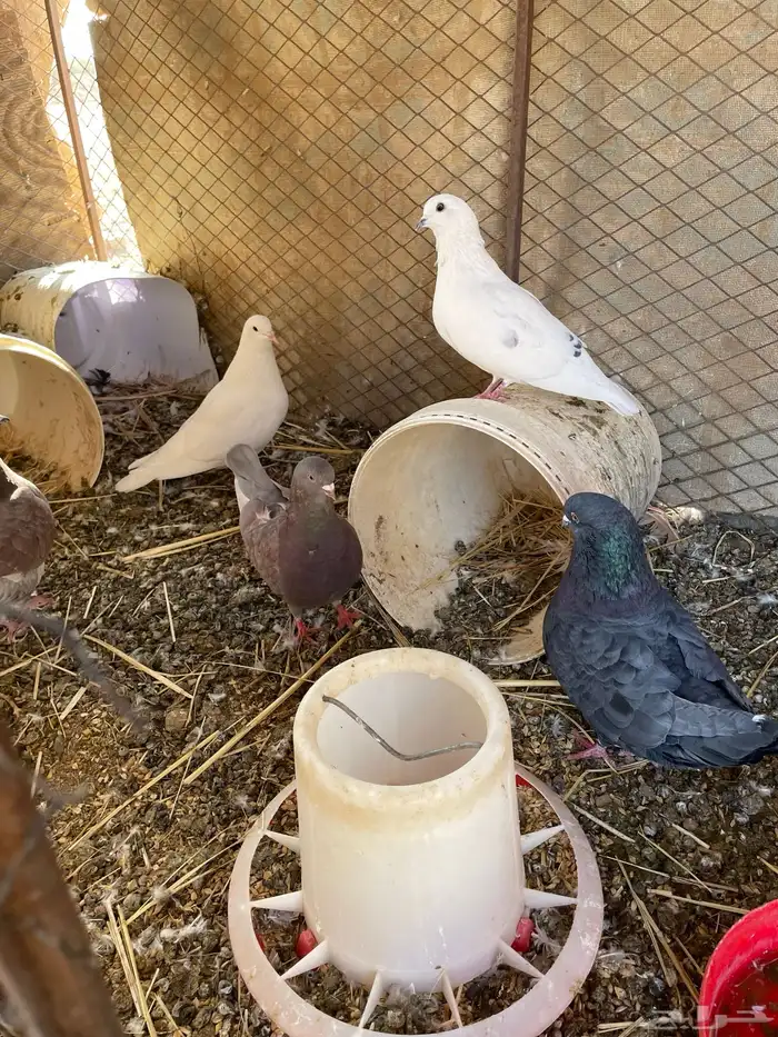 للبيع حمام 1