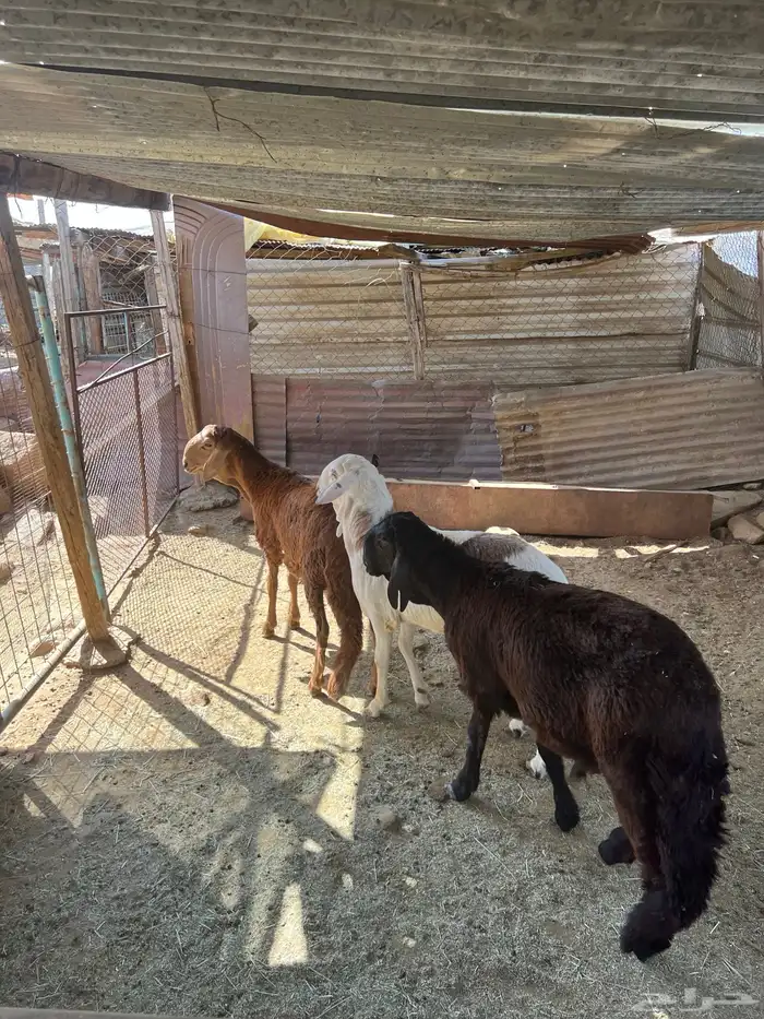 سواكن جبره 7