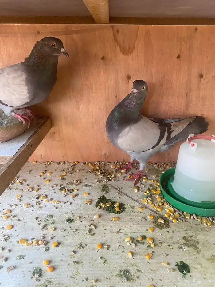 للبيع عدد 2جوز باكستاني عدد 1جوز فرنسي سلفر مع المحكر 0