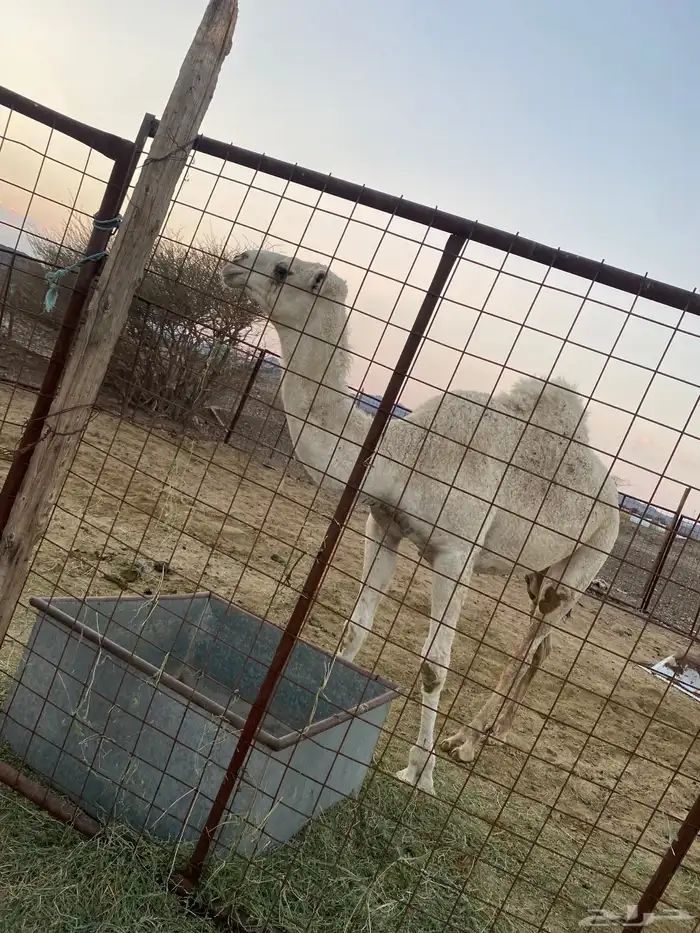 بكره عفراء والحمراء ملاقي 6