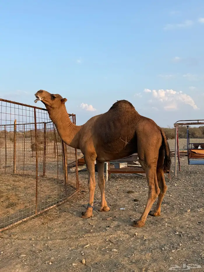 بعير حمر مشروط ضراب وعشار 1