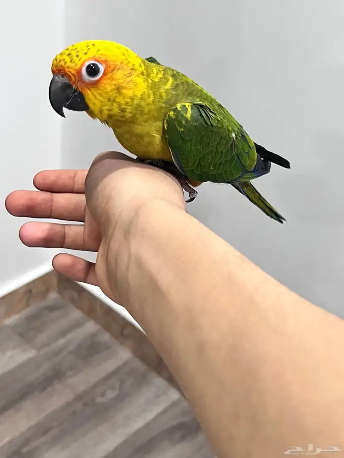 للبيع صن كنيور 3