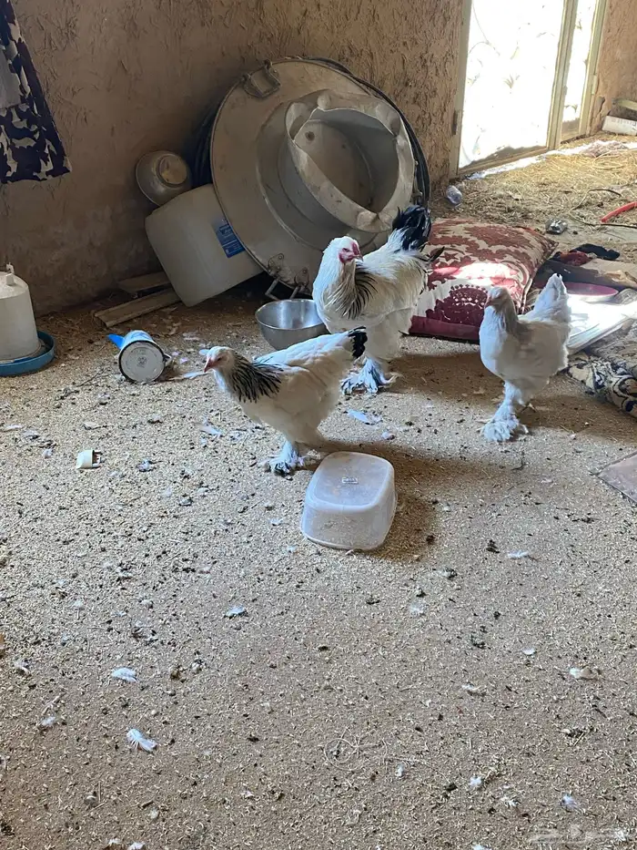 الخرج دجاج البراهما 4