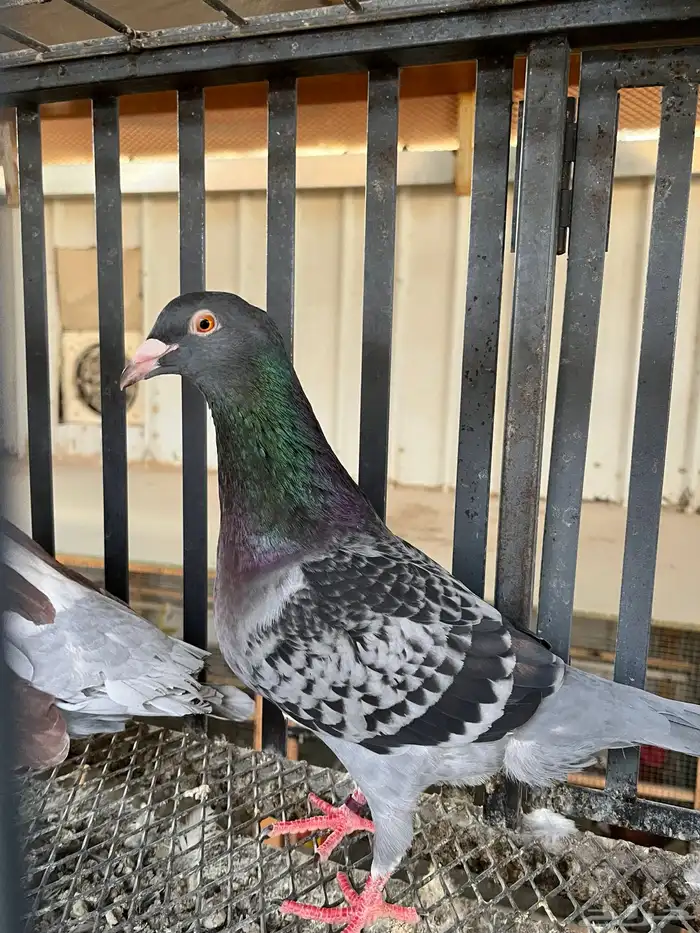 حمام زاجل هولندي 4