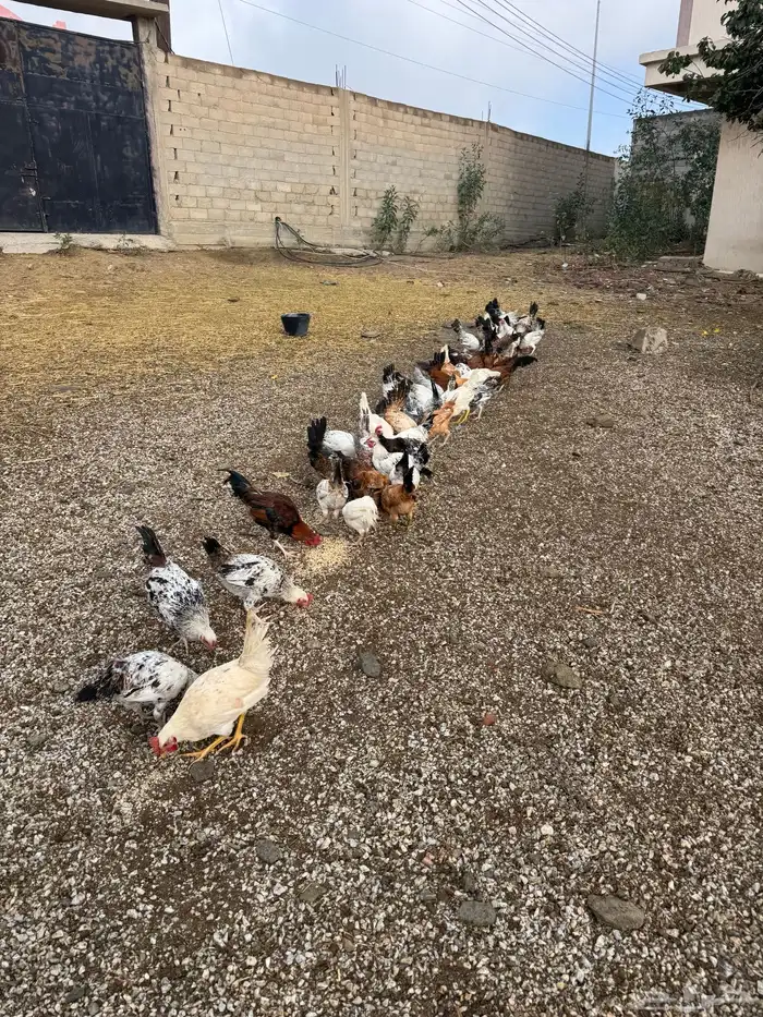 60 ديك بلدي وفيومي وفرنسي تزيد تنقص 1