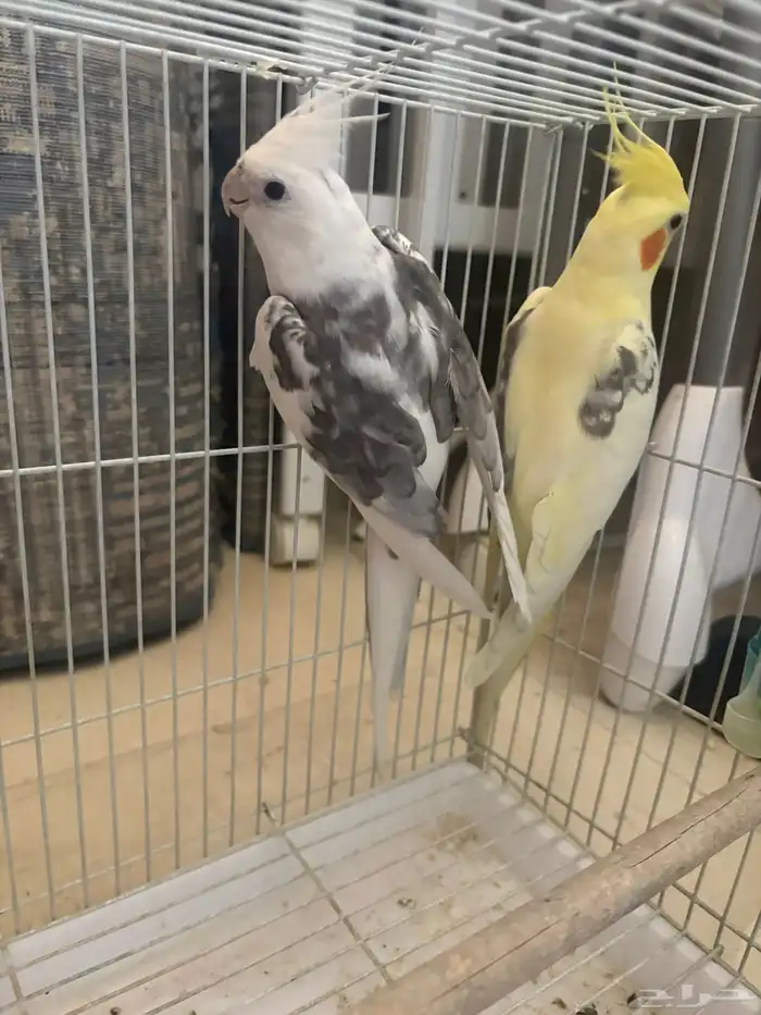 كروان لاتينو ومكتف والبينو وانثي طفره هاف بايد 2