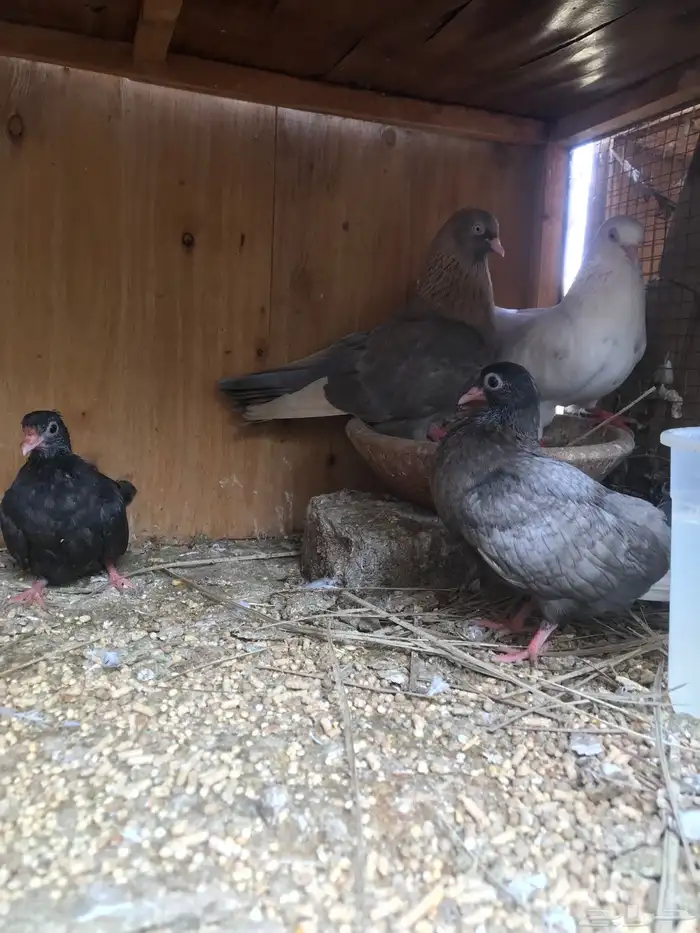 قلاب كوره الوان حلوه 24