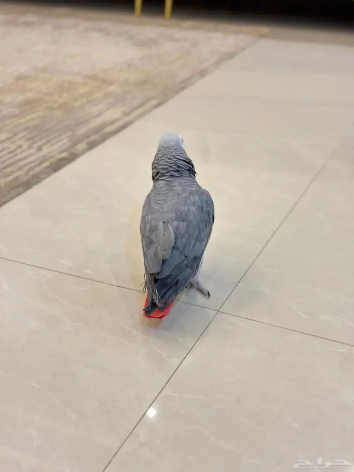 كاسكو اليف متكلم 15