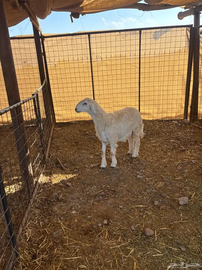 شمال المدينه 60 كيلو طريق تبوك 2