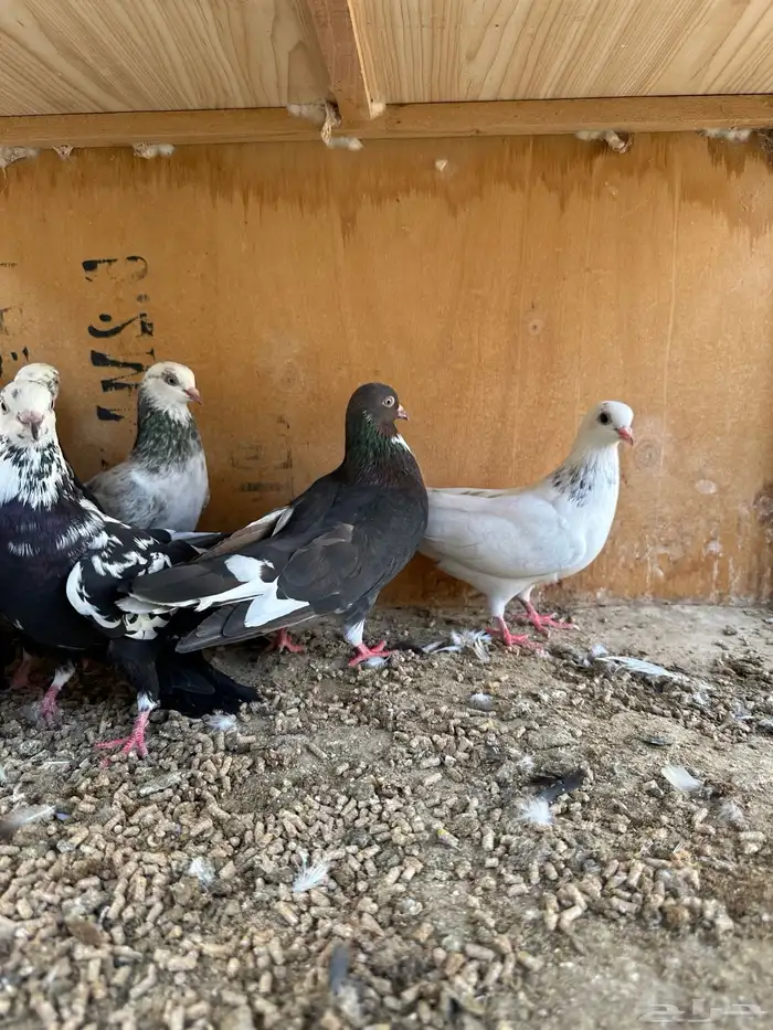 حمام هندي وقطائف 10